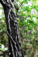 Obraz premium árbol, bosque, naturaleza, cofres, verde, madera, corteza, aparcar, fábrica, abedul, hojas, verano, primavera, árbol, viejo, ambiente, languidecer, paisaje, otoñal, madera, nativo, hojas, bosque, foll