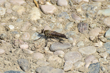 Close-up of summer predatory fly Asilidae