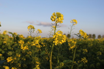 beautiful white mustard plants closeup and a blue sky in the background in holland