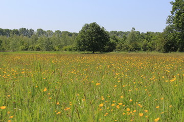 Fototapeta premium beautiful natural meadow with lots of buttercups and wild orchids in holland in springtime