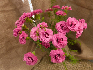 Beautiful flowers bloomed in early summer in the city park.