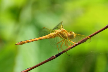 Macro of female dragonfly Orthetrum brunneum