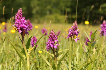 Fototapeta premium group of beautiful pink wild orchids in the fields at a sunny day in springtime