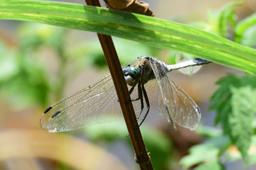 Macro of male dragonfly Orthetrum cancellatum