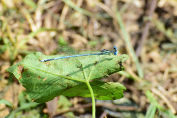 Close-up of blue male dragonfly Platycnemis pennipes