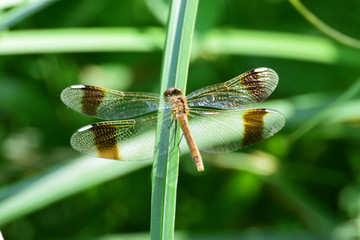 Close-up of dragonfly Sympetrum pedemontanum