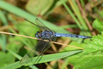 Close-up of summer male of blue dragonfly Orthetrum brunneum