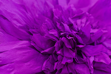 big purple paper flower origami