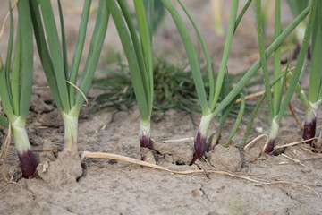 a row of little onion plants in the fields closeup in holland in springtime