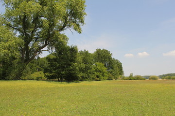 Fototapeta premium meadow with lots of yellow rattles between the edge of the forest in holland in spring