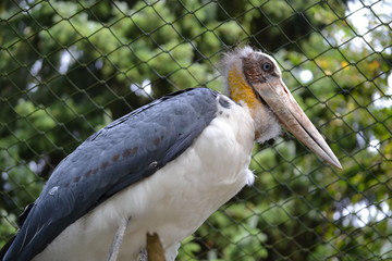 Marabou