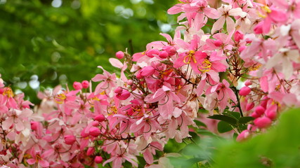 Fototapeta premium soft focus. Java Cassia, Pink Shower, Apple Blossom Tree,Rainbow Shower Tree,Cassia javanica,Javanese Cassia,Cassia javanica,Leguminosae,Fabaceae,flower.