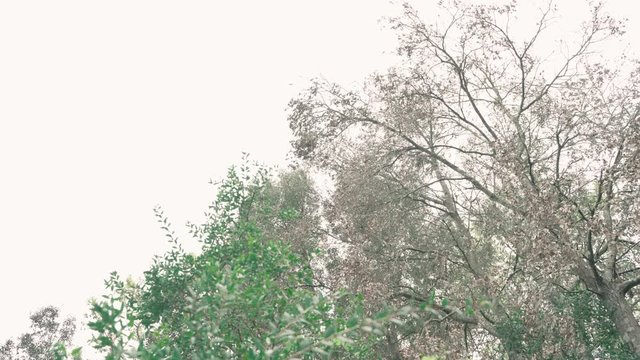 Pluie &agrave; travers les arbres