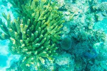 Landscape at the Fiji Islands, Oceania