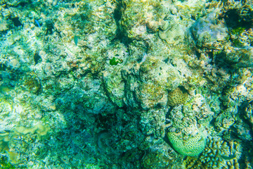 Fiji Islands, Underwater