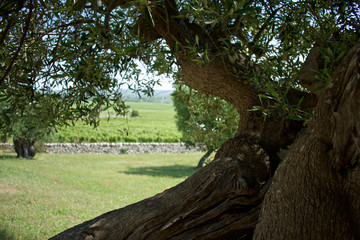 Fototapeta premium olive trees in the Apulian countryside
