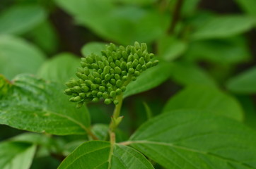 Dereń biały, pąki kwiatowe, Cornus alba  © Ewa