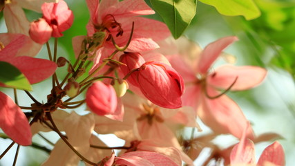 soft focus. Java Cassia, Pink Shower, Apple Blossom Tree,Rainbow Shower Tree,Cassia javanica,Javanese Cassia,Cassia javanica,Leguminosae,Fabaceae,flower.