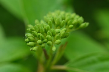 Dereń biały, pąki kwiatowe, Cornus alba 