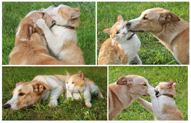 Set of photos about friendship ginger cat and dog. Puppy and kitten hugging. Pets Playing on green grass - 271643267