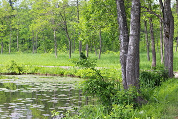 いもり池の風景