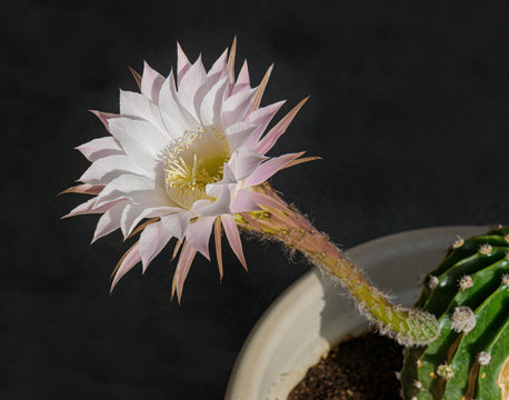 side view of a white and pink echinopsis night blooming cactus showing the all the flower parts and a section of the plant on a black background