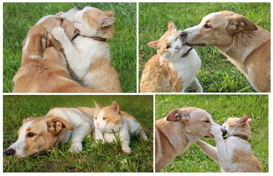 Set of photos about friendship ginger cat and dog. Puppy and kitten hugging. Pets Playing on green grass