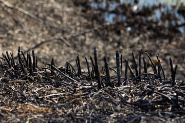 Fototapeta premium Grass after a fire on the field