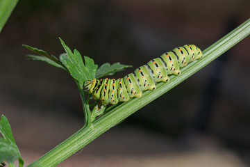Closeup Macro of an Old World Papilio Machaon Swallowtail Butterfly Caterpillar Eating Celery Leaves on a Dark Background