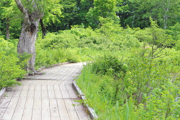 いもり池の風景