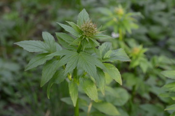 Kozłek lekarski, pąki kwiatowe, przed kwitnieniem, Valeriana officinalis © Ewa