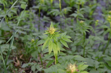 Kozłek lekarski, pąki kwiatowe, przed kwitnieniem, Valeriana officinalis © Ewa