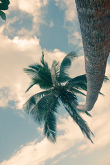 Palm Tree, Fiji Islands