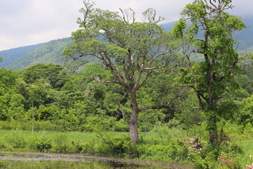 いもり池の風景