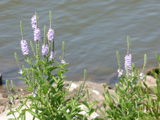 wildflowers by the lake