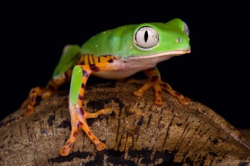 Orange legged leaf frog (Phyllomedusa hypochondrialis).