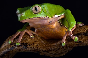 Giant monkey frog (Phyllomedusa bicolor)