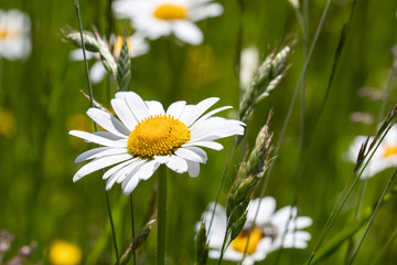 Margeriten in der Wiese