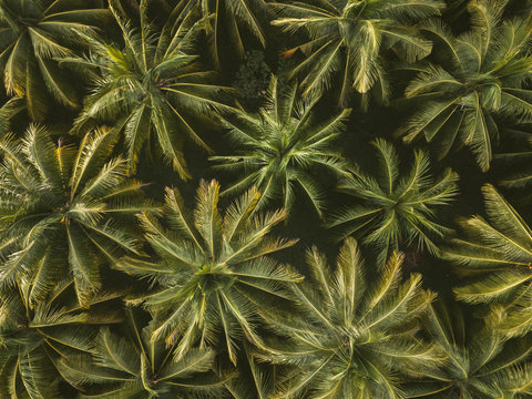 Palm trees, Kertasari, Sumbawa, Indonesia