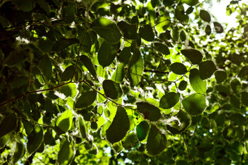 Fototapeta premium poplar fluff on the green leaves of a tree on a sunny day under the rays of light close up. summer allergy