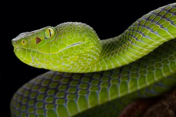 Gumprecht's green pitviper (Trimeresurus gumprechti) female
