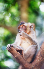 Macaque, Phuket, Thailand