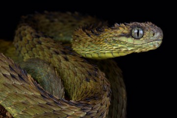 Fototapeta premium Hairy bush viper (Atheris hispida)