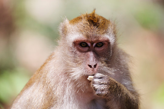 Macaque, Phuket, Thailand