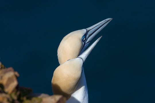 Couple of gannets, Morus bassanus