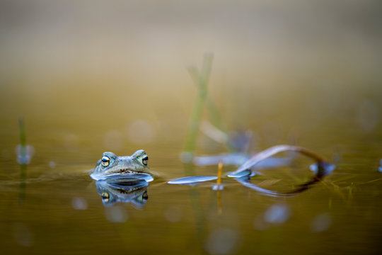 Common toad peeking out of water