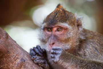 Macaque, Phuket, Thailand