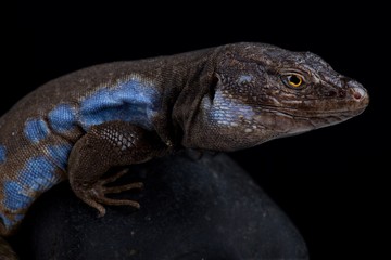 Southern Tenerife lizard (Gallotia galloti galloti)