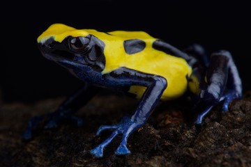 Dyeing dart frog (Dendrobates Tinctorius) 