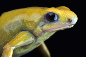 Golden poison arrow frog (Dendrobates auratus) 
